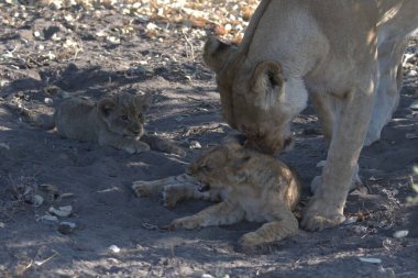 Aslan yavrusu Güney Afrika 'daki Kruger parkında annesiyle oynuyor.