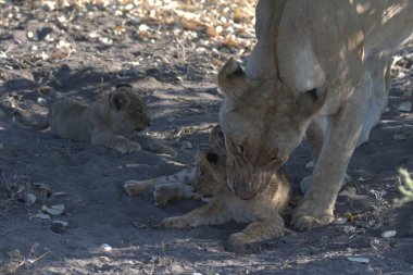 young lions playing in the savannah of namibia
