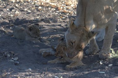 a lion cub and mother in the african savanna