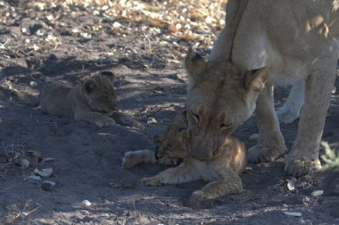 Yavru aslan yavrusuyla dişi aslan.