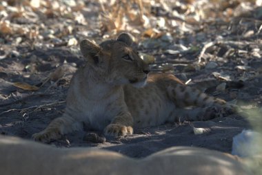 Genç aslan yavrusu Kruger Ulusal Parkı 'nda kuru kumda yatıyor.