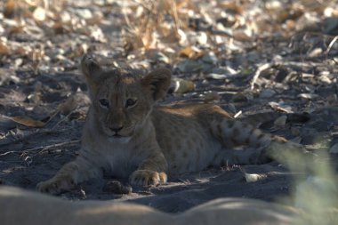 Genç aslan yavrusu kumda yatıyor.