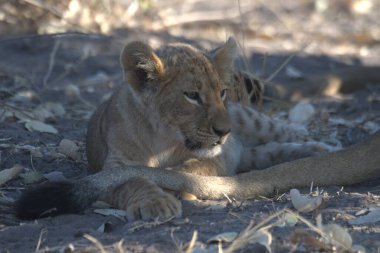 Namibya 'daki bozkırda aslan (panthera leo)