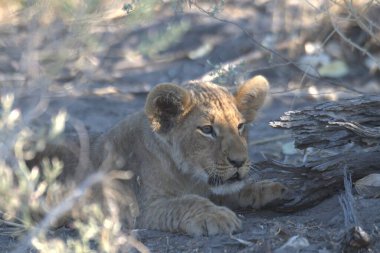 Aslan yavrusu çimlerde