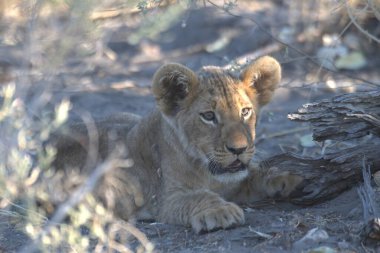 Güney Afrika 'daki Kruger Ulusal Parkı' nda genç bir aslan.