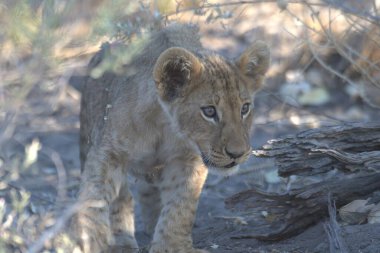 Afrika savanındaki genç aslan Zimbabwe 'de