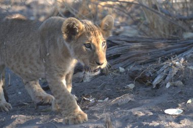 Afrika 'da savanada yürüyen aslan yavrusu.