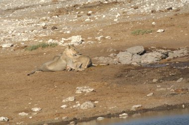 Çölde genç bir aslan.