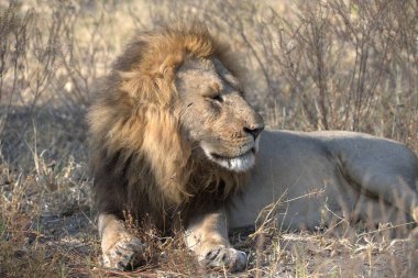 Çimlerdeki erkek aslan, panthera leo, panthera leo