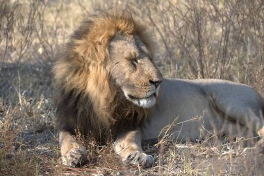 Afrika aslanı, Panthera leo, yetişkin erkek
