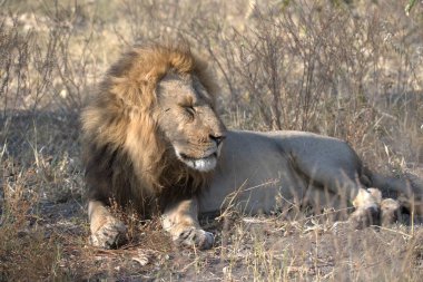 lion in africa savannah in africa
