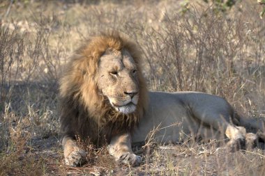 Erkek aslan çimlerde