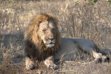 Kenya bozkırında bir aslan