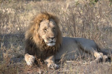 lion in the kruger game park in south africa