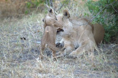 Savanadaki aslanlar, Kenya