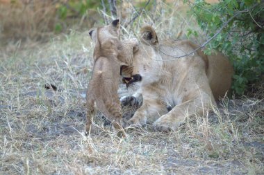 Afrika savanındaki aslanlar