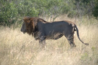 Büyük aslan çimenlerde yürüyor, Kenya.
