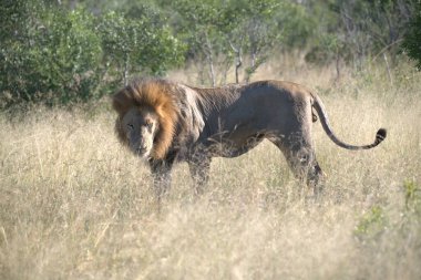 Afrika savanasında yürüyen bir aslan.