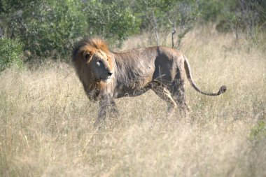 Kenya 'daki Afrika savanındaki aslan erkek.