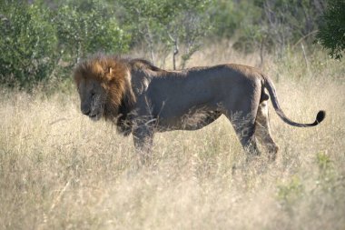 Aslan savanada yürüyor