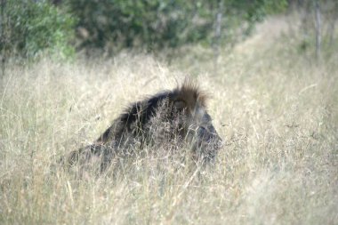 Çimlerde aslan, panthera leo, botswana