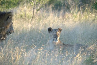 Aslan yavrusu çimlerde