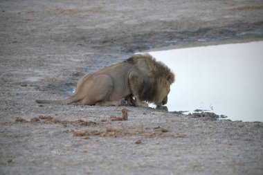 Afrika aslanı Kruger National park, Güney Afrika