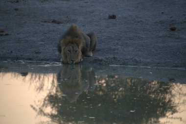 african lion in the water