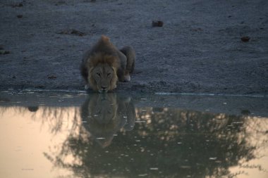 Etoşa Ulusal Parkı, Namibya 'daki bir çukurda su içen bir aslan..