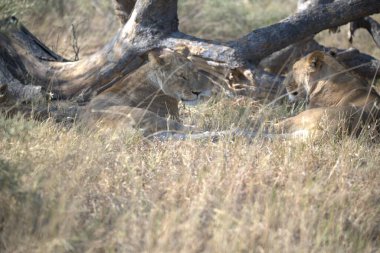 Ağaçta dinlenen bir aslan.