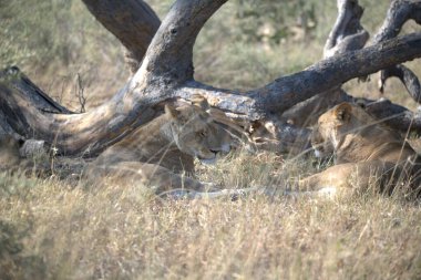 Aslan ın kruger national park, Güney Afrika