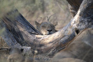 Aslan ağaçta dinleniyor.