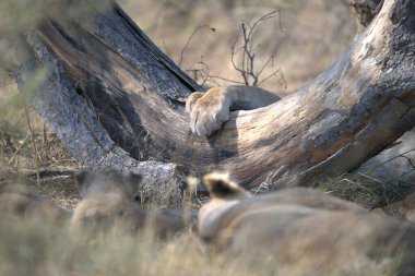 Vahşi hayvanlar, seçici odaklanma