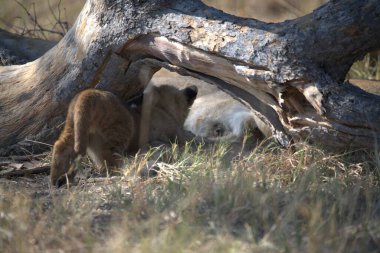 Çimlerde aslan yavruları
