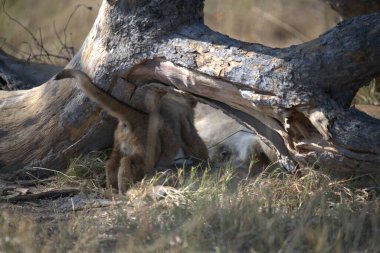 a beautiful shot of a lion