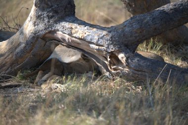 Büyük bir aslan çimlerin üzerinde yatıyor.