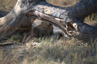 Kenya bozkırında bir aslan