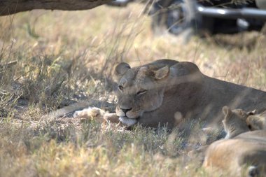 Savannah dişi aslan