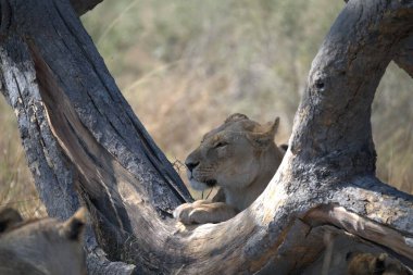 Ağaçta bir erkek aslan.