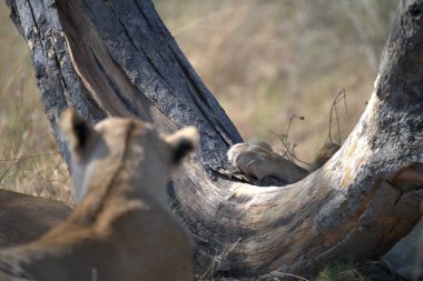 Ağaç gövdesinde oturan sevimli bir kedi resmi.