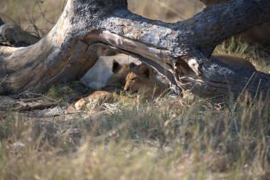 Aslan yavrusu çimenlerde oynuyor.