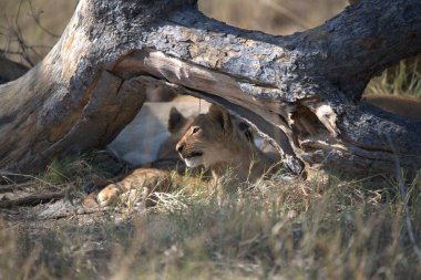 Kuru ağaçta yatan aslan.