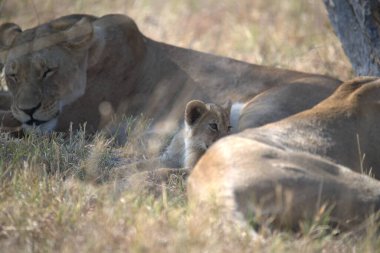 Çim döşeme aslan yavrusu