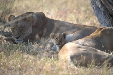 Dişi aslan bozkırda annesiyle oynuyor.