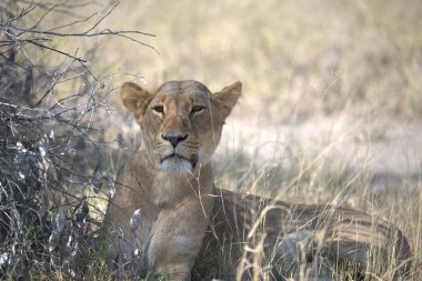 Kenya, Afrika 'da güzel bir Afrika aslanı.