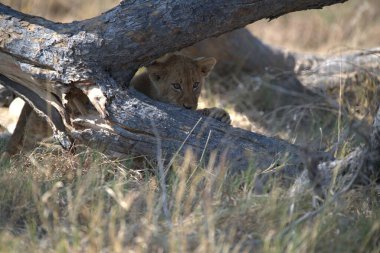 Aslan yavrusu çimenlerde oynuyor.