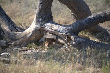 lion - the panthera leo