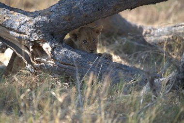 Aslan yavrusu çimlerde