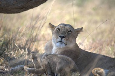 Vahşi aslan yavrusu