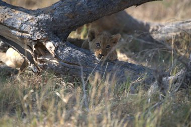 Ağaçtaki aslan yavruları
